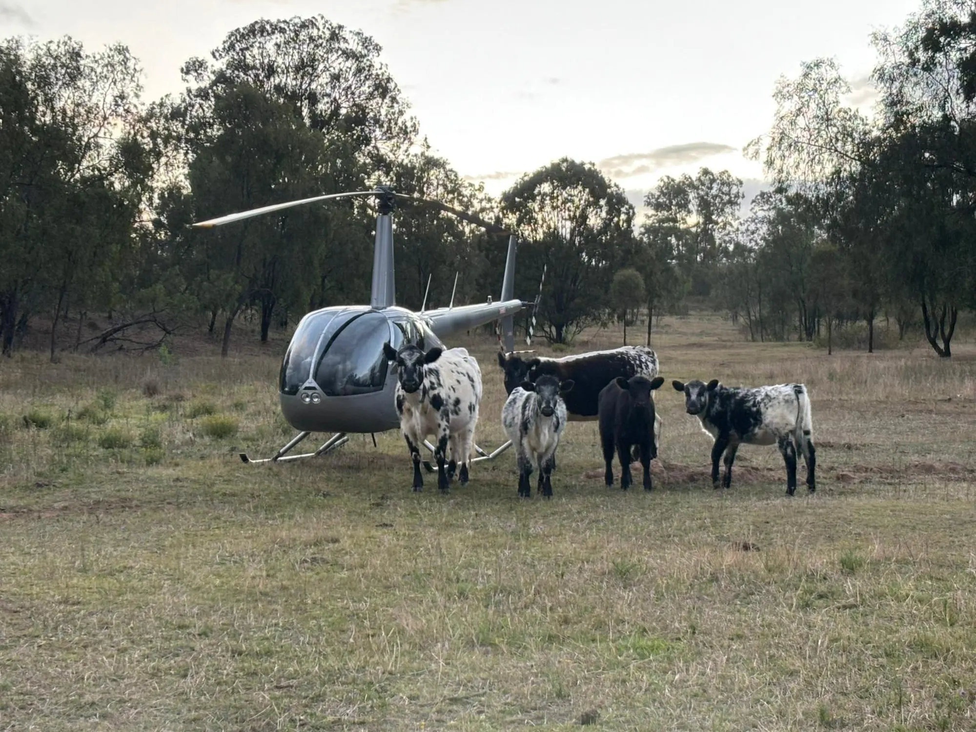 Helicopter on the ground with a cattle herd in country Queensland