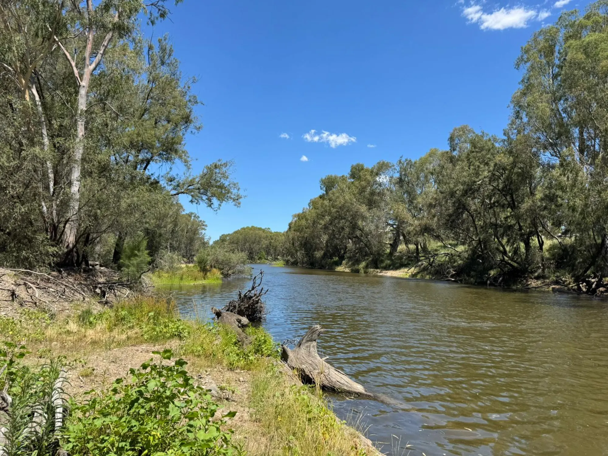 Country river in summer, lined with eucalypts