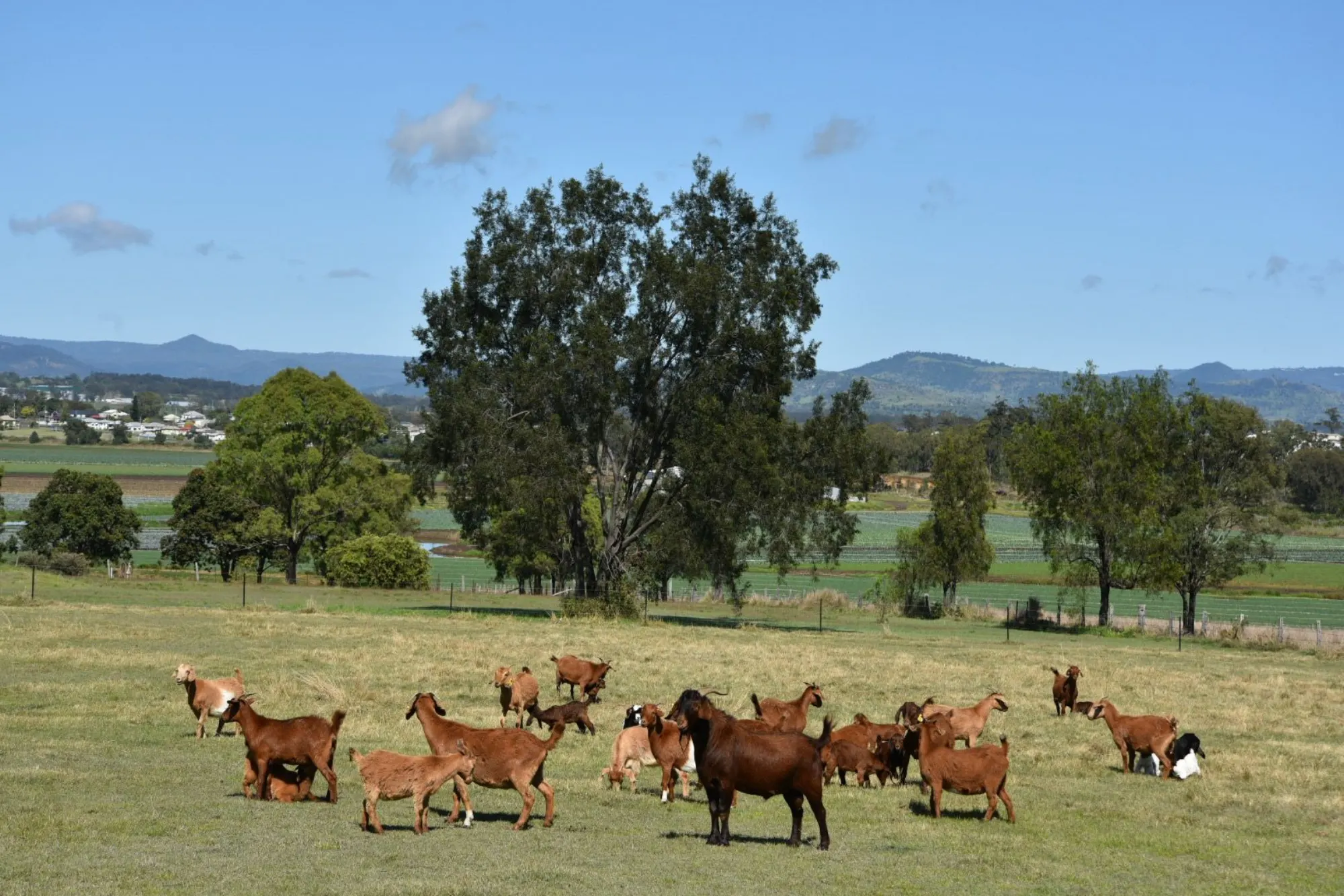 A herd of goats grazing in a green paddock