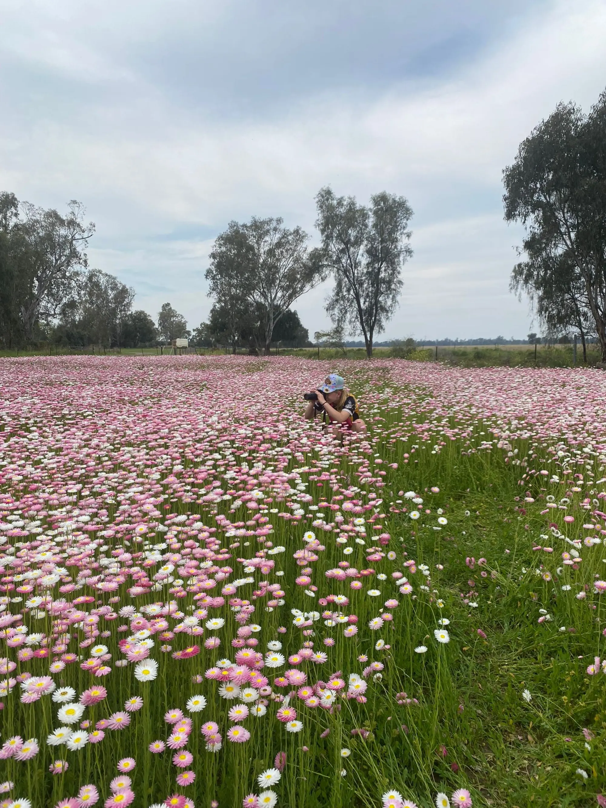 Photographer in a field of paper daisies