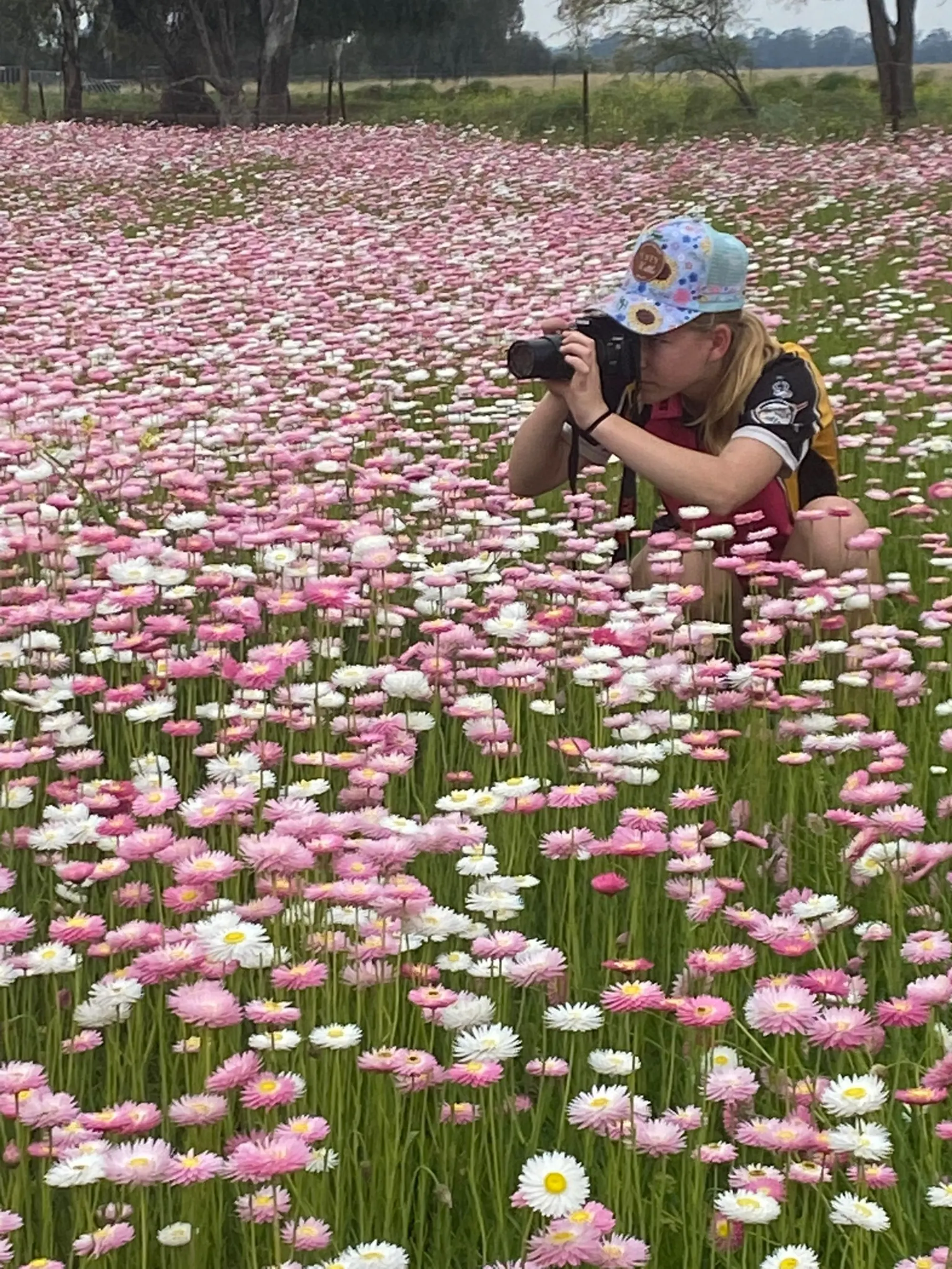 Photographer at work in a paper-daisy field