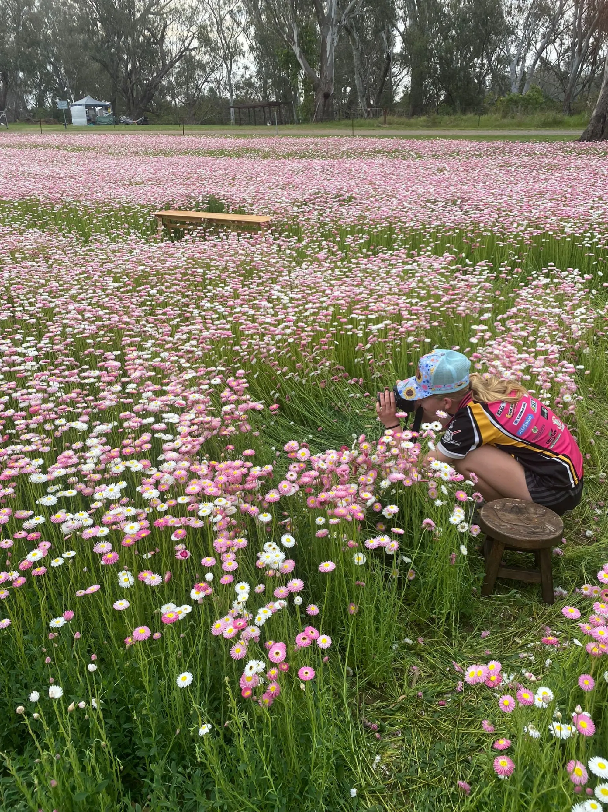 Photographer working close among the daisies